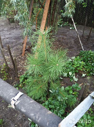 Саженцы кедра