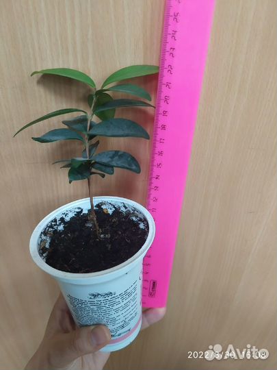 Плодовая экзотика- евгения рейнвардтиана