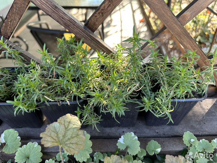 Флокс шиловидный и Делосперма