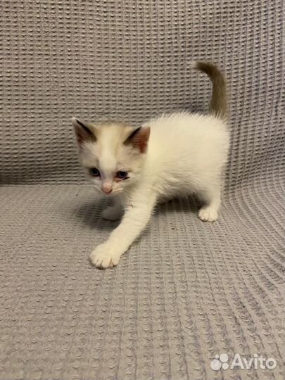 Котята в добрые руки мальчики