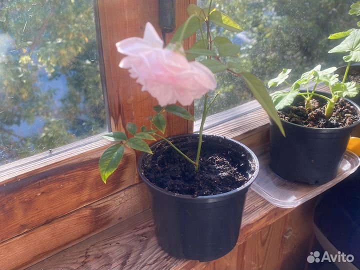 Бенгальская роза