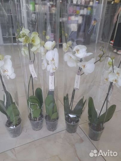Белые орхидеи в ассортименте