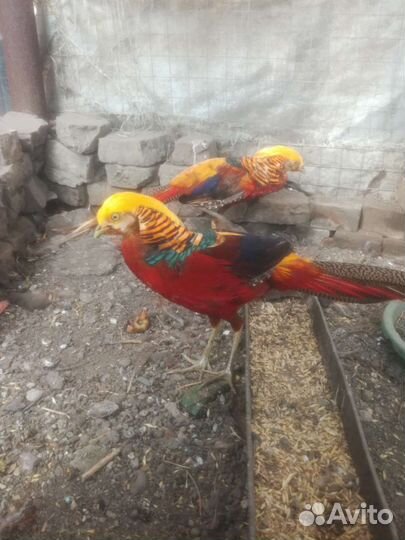 Фазаны разных видов