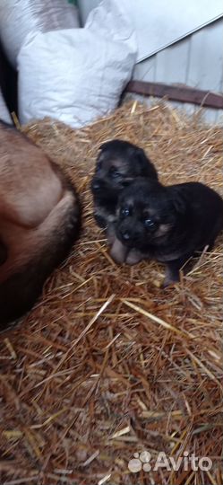 Немецкая овчарка щенки