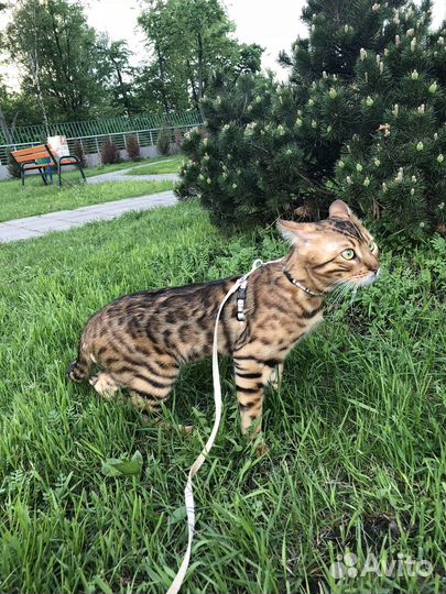 Бенгальский кот вязка