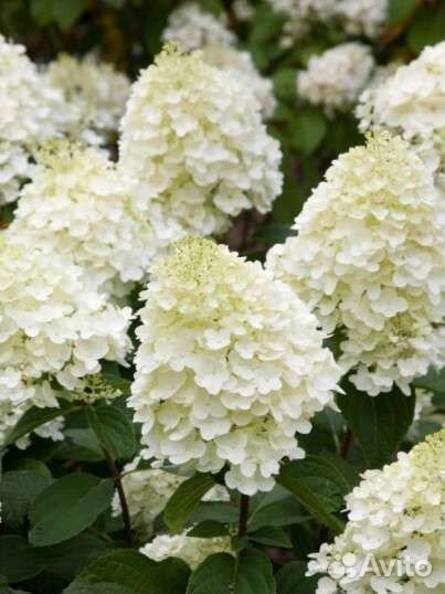 Гортензии большой выбор