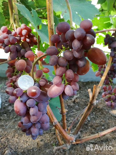 Саженцы винограда