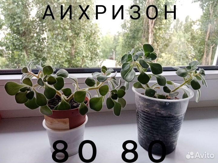 Фикус,гипоэстес,эписции,эониум,юкка, аихризор