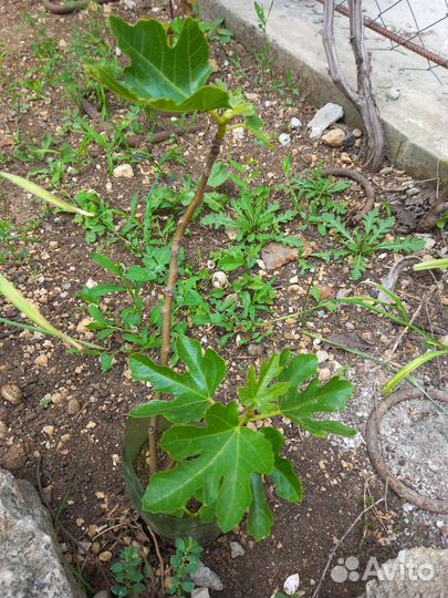 Инжир Королевский зкс