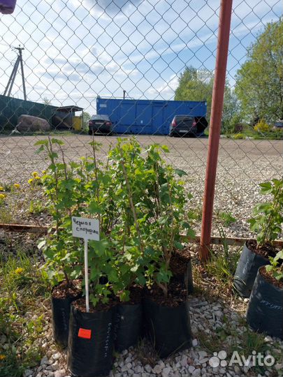 Смородина черная, красная