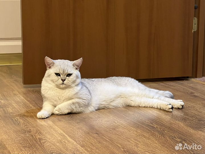 Шотландский кот на вязку