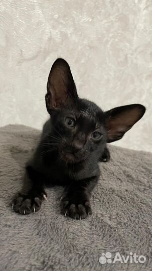 Котята породы Ориентал
