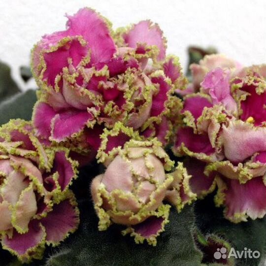 Листики сортовых фиалок