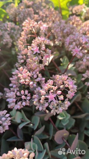 Пеларгония герань цветы