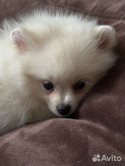 Померанский шпиц