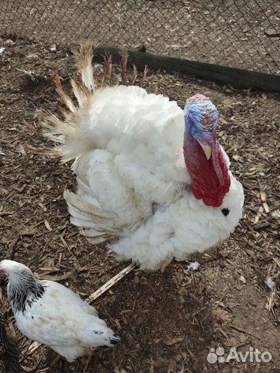 Индюки на мясо