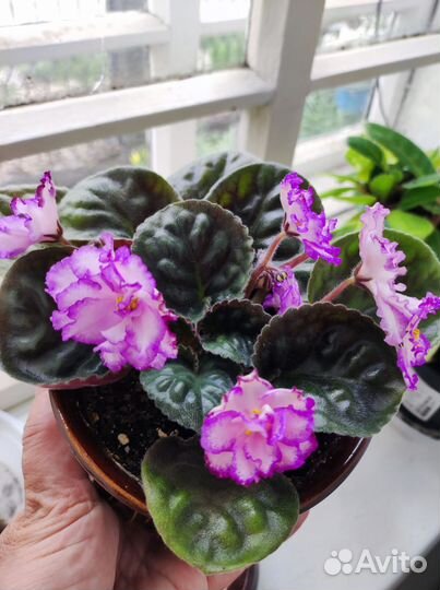 Продам фиалки