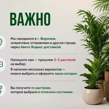 Драцена Стедери комнатная
