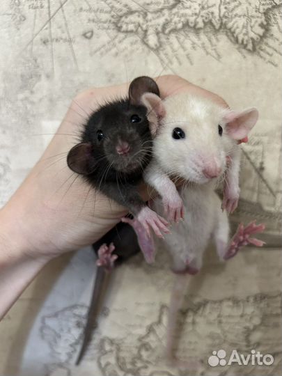 Ручные Крысята дамбо мальчики.Питомник