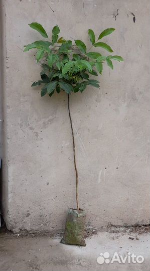 Грецкий орех