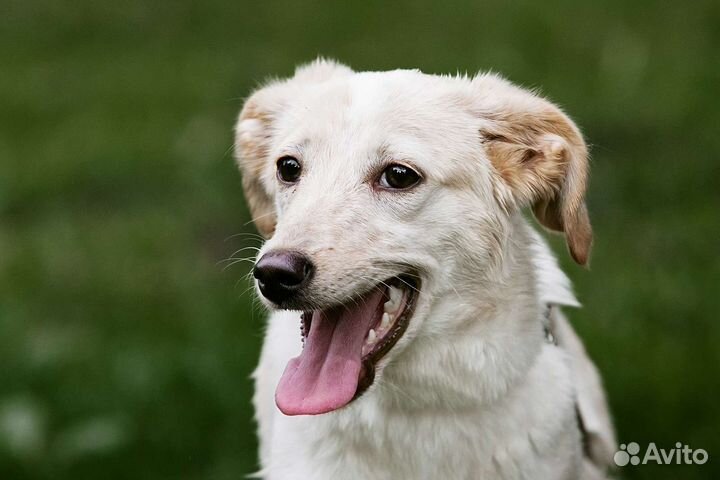 Собака в добрые руки