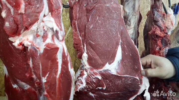 Продам мясо бычков