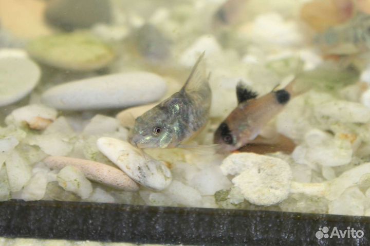 Анубиасы и коридорасы (крапчатые, панды)