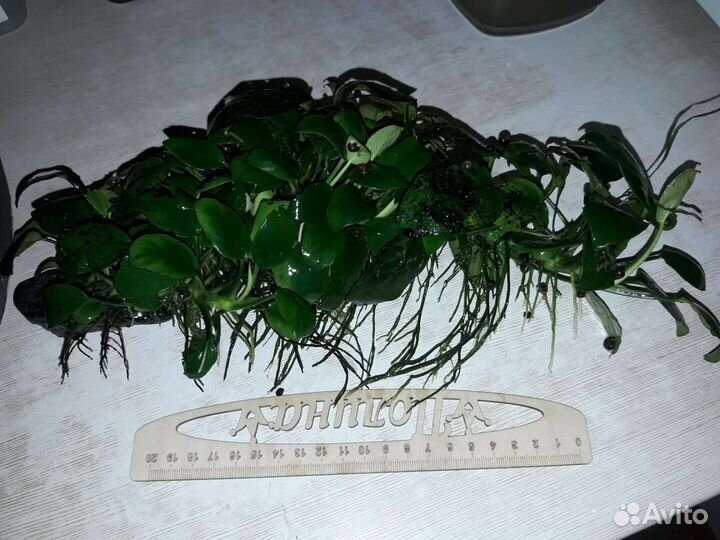 Улитки криветки