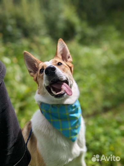 Собака в добрые руки