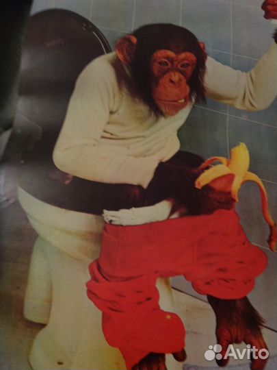 2 картины брюсли и 2 картины обезьяна