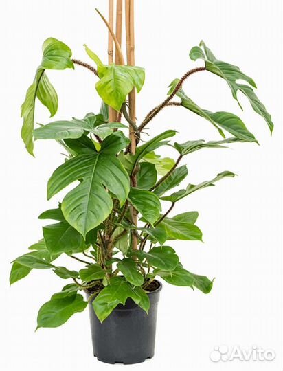 Филодендрон 5 сортов