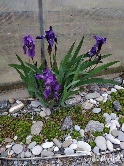 Пионы,многолетники