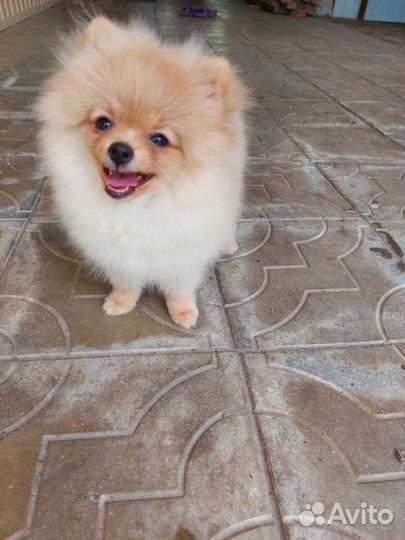 Щенки померанского шпица