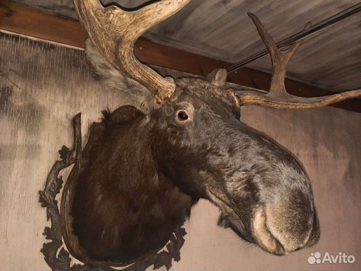 Лось (чучело)