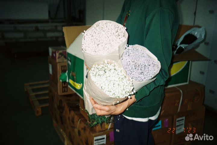 Гипсофила оптом