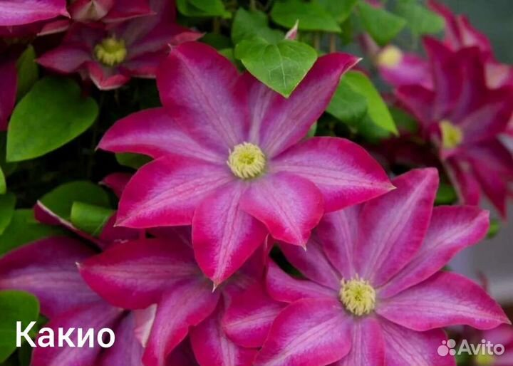 Клематисы предзаказ на октябрь