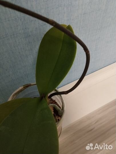 Орхидея фаленопсис детка