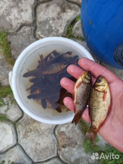 Карась живой