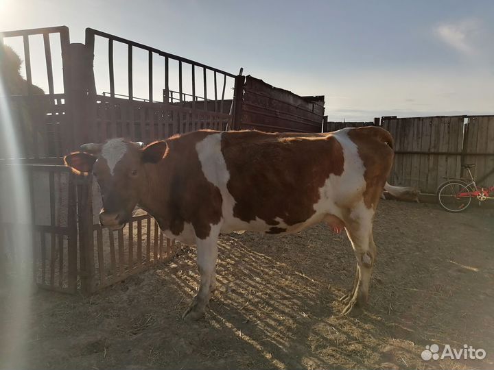 Продаются коровы с телятами