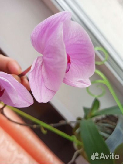 Орхидеи два экземпляра по 300