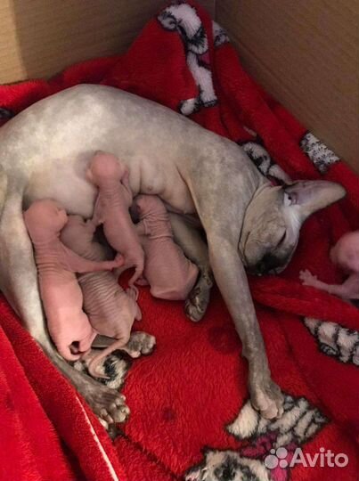 Канадский сфинкс (Вязка) пригласим в гости кошечку