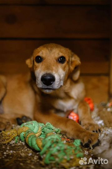 Рыжий щенок из приюта ищет дом и семью