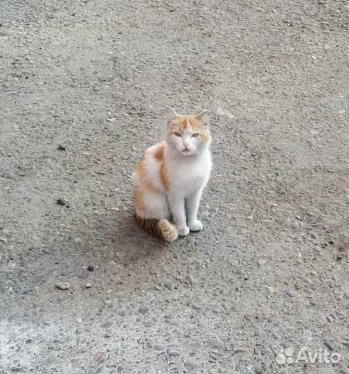 Котик подросток