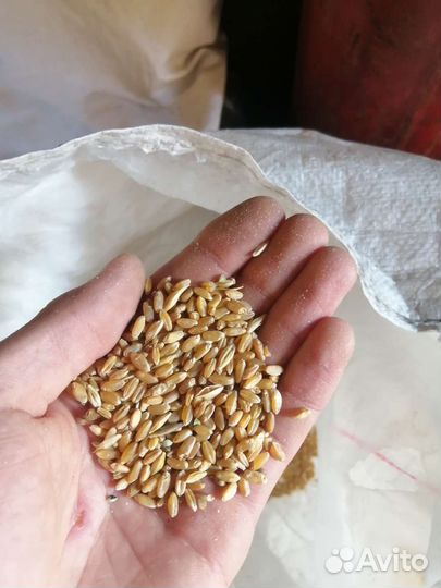 Комбикорм Пшеница Ячмень Кукуруза