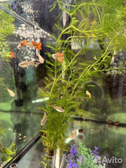 Аквариумные рыбки