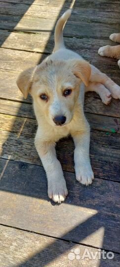 Собаки бесплатно