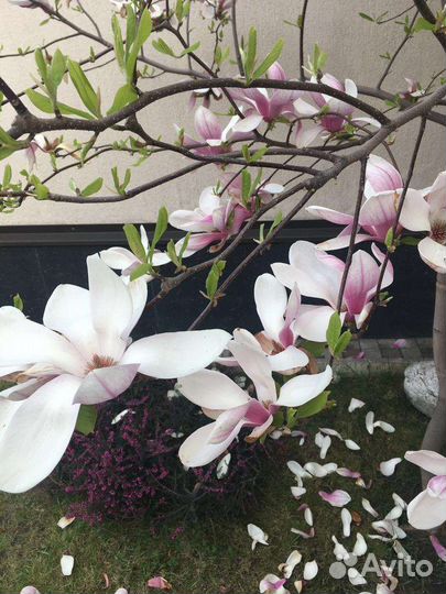 Магнолия дерево