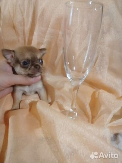 Щенки чихуахуа мини РКФ