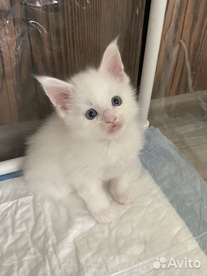 Котята мейн-кун