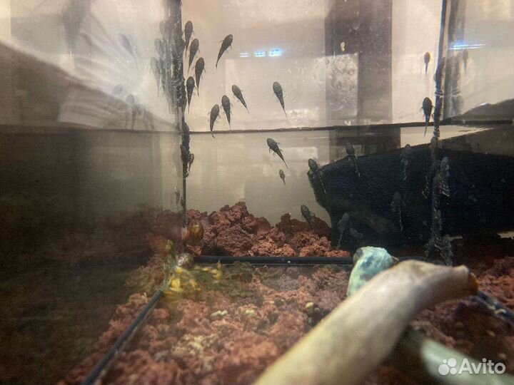 Рыбки аквариумные